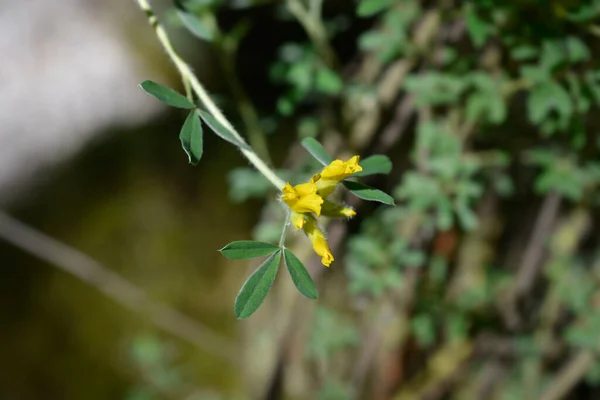 Austrian Klastrowane Miotła Żółte Kwiaty Łacińska Nazwa Cytisus Austriacus Kamaecytisus — Zdjęcie stockowe