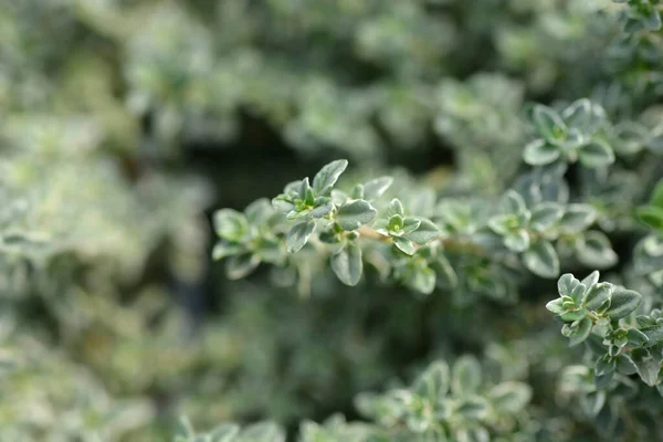 Silver Queenthyme Leaves Latin Name Thymus Citriodorus Silver Queen — Stock Photo, Image