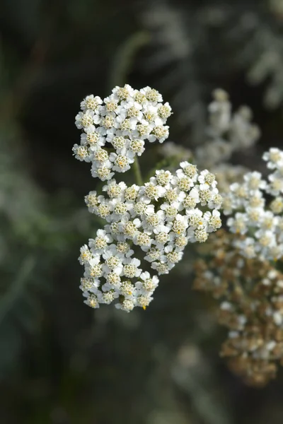 Flores Yarrow Comuns Nome Latino Achillea Millefolium — Fotografia de Stock