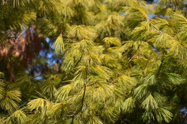 Oostelijke Witte Dennentak Latijnse Naam Pinus Strobus — Stockfoto