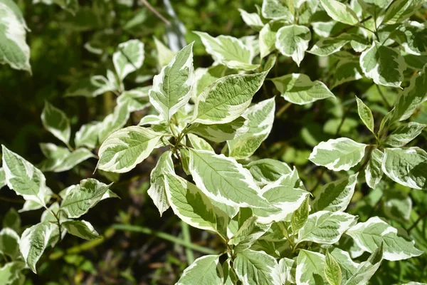 Silver Gold Red Osier Dogwood Leaves Latin Name Cornus Sericea — Stock Photo, Image