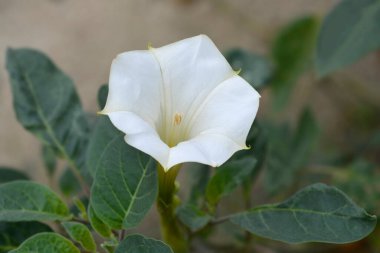 Dikenli İnka çiçeği - Latince adı - Datura inoxia inka
