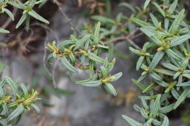 Dar yapraklar - Latince adı - Cistus monspeliensis