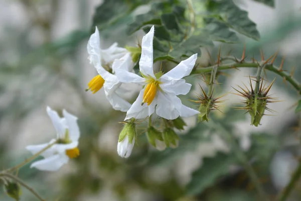 Flores Sombra Noite Pegajosas Nome Latino Solanum Sisymbriifolium — Fotografia de Stock