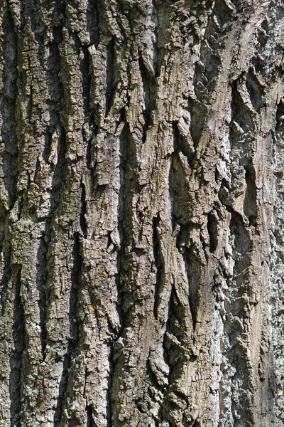 Detalhe Casca Tulipa Nome Latino Liriodendron Tulipifera — Fotografia de Stock