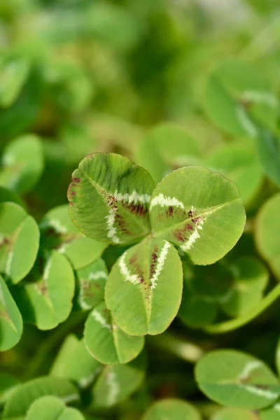 Liście Koniczyny Holenderskiej Nazwa Łacińska Trifolium Repens — Zdjęcie stockowe