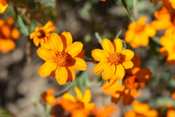 Orange Narrowleaf Zinnia Latin Name Zinnia Angustifolia — Stock Photo, Image