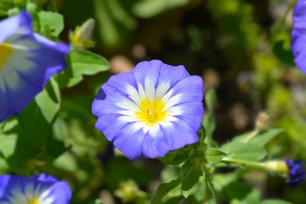 Dwarf Morning Glory Flower Латинское Название Convolvulus Tricolor — стоковое фото