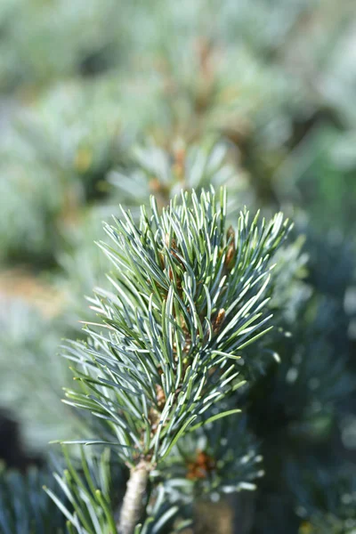 Japanise White Pine Negishi Latin Name Pinus Parviflora Negishi — Stock Photo, Image