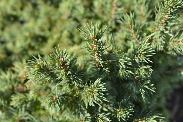 Weiße Fichte Alberta Globe Lateinischer Name Picea Glauca Alberta Globe — Stockfoto