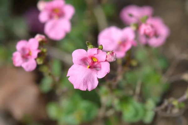 Twinspur Flores Rosadas Nombre Latino Diascia Barberae —  Fotos de Stock