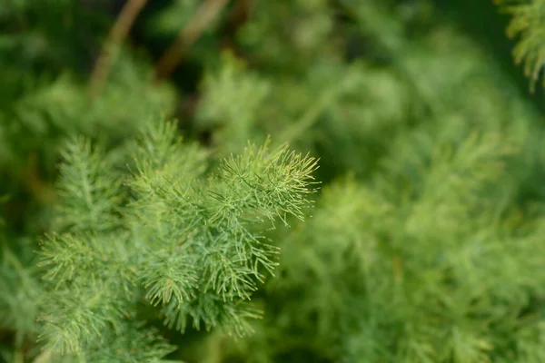 Smalbladig Sparris Latinskt Namn Sparris Tenuifolius — Stockfoto