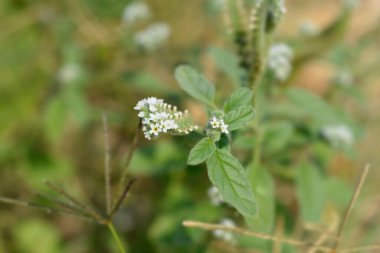 Avrupa heliotrope çiçekleri - Latince adı - Helotropium europaeum