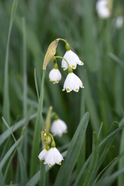 Bahar kar tanesi - Latince adı - Leucojum vernum