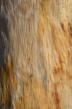 Kabuğu soyulmuş Doğu beyaz çam ağacı detayı - Latince adı - Pinus strobus