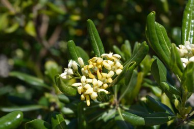Sahte Portakal çiçekleri - Latince adı - Pittosporum tobira
