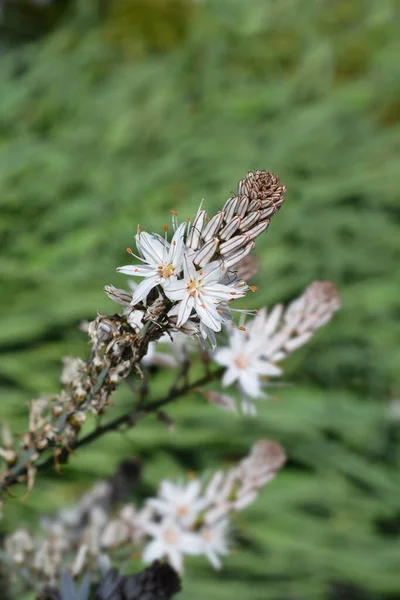 Yaz Asphodel Çiçekleri Latince Adı Asphodelus Aestivus — Stok fotoğraf