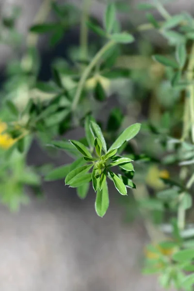 Австрійські Кластерні Листя Латинська Назва Cytisus Austriacus Chamaecytisus Austriacus — стокове фото