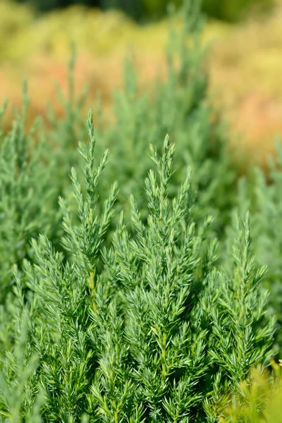 Ginepro Cinese Stricta Nome Latino Juniperus Chinensis Stricta — Foto Stock