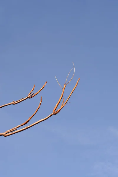 Cennetin Ağacı Mavi Gökyüzüne Karşı Çıplak Dallar Latince Adı Ailanthus — Stok fotoğraf