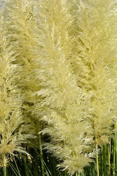 Pampas Grass Latin Name Cortaderia Selloana — Stock Photo, Image