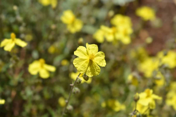 Flores Amarillas Rosas Rocosas Comunes Nombre Latino Helianthemum Nummularium —  Fotos de Stock