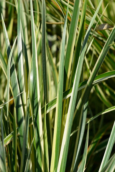 Liście Smukłej Słodkiej Flagi Aureovariegatus Nazwa Łacińska Acorus Gramineus Aureovariegatus — Zdjęcie stockowe