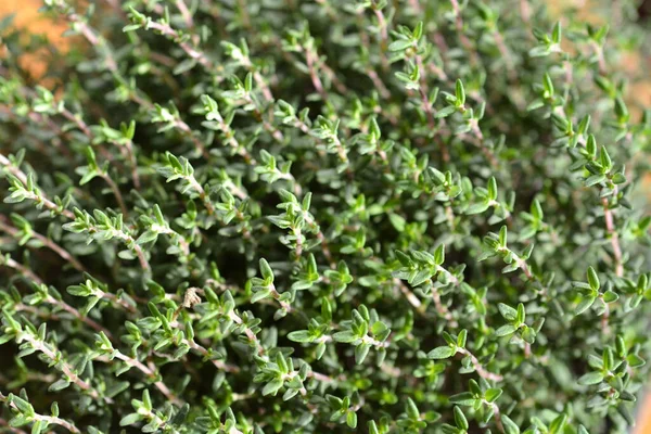 Faustini Thyme Leaves Латинское Название Thymus Vulgaris Faustini — стоковое фото