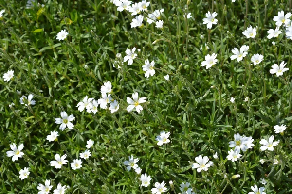 Field Chickweed Flowers Latin Name Cerastium Arvense — Stock Photo, Image