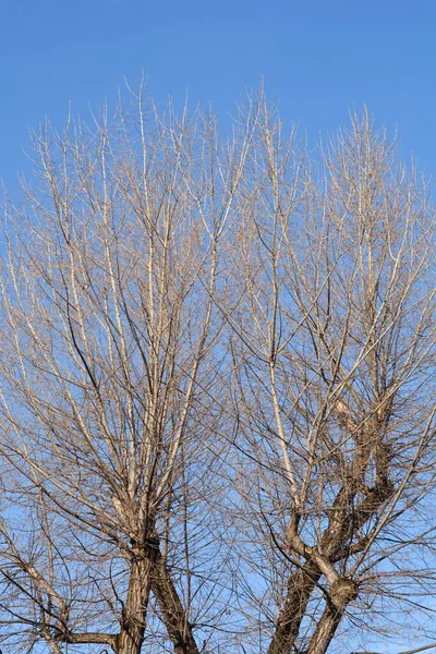 冬季与蓝天对抗的加拿大杨树 拉丁文名 Populus Canadensis — 图库照片