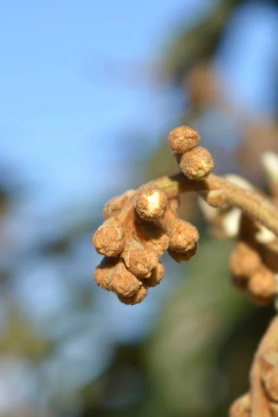 Botões Flores Medlar Japonês Nome Latino Eriobotrya Japonica — Fotografia de Stock