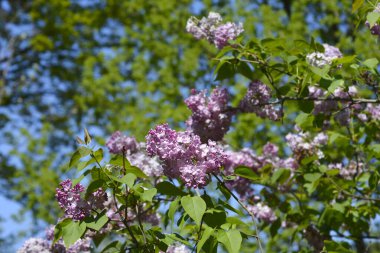 Leylak Esther Staley çiçekleri - Latince adı - Şırınga x sümbül Esther Staley