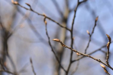 Tomurcuklu piramit boynuzu dalı - Latince adı - Carpinus betulus Fastiegata