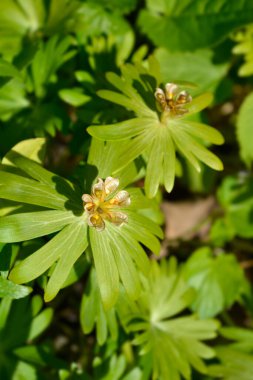 Kış asonit tohumları - Latince adı - Eranthis hyemalis