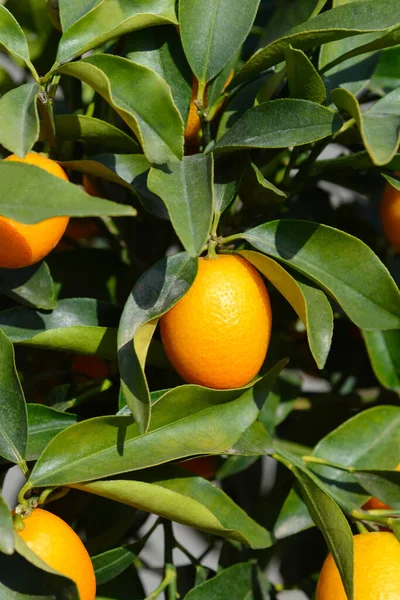 Kumquat Fruit 拉丁文名称 Fortunella Japonica — 图库照片