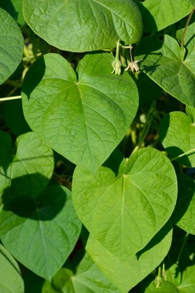 Обыкновенные Листья Утренней Славы Латинское Название Ipomoea Purpurea — стоковое фото