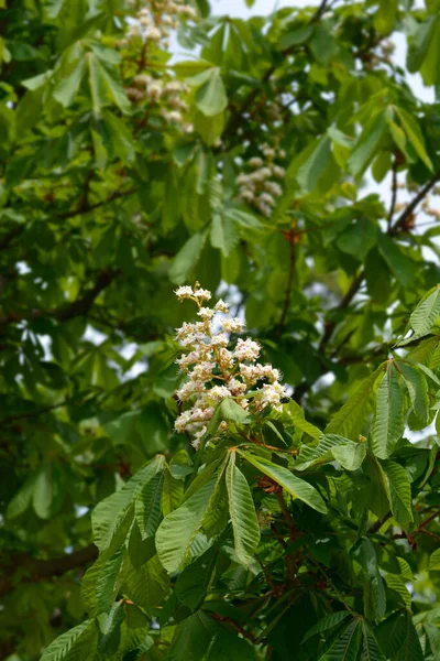 Kwiaty Kasztanowca Zwyczajnego Nazwa Łacińska Aesculus Hippocastanum — Zdjęcie stockowe