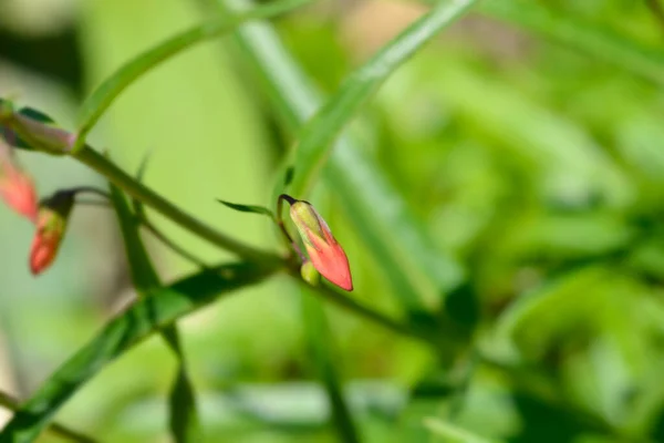 Kardinál Penstemon Červená Květina Latinský Název Penstemon Cardinalis — Stock fotografie