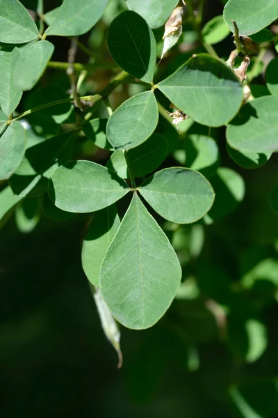 Liście Laburnum Dalmatyńskiego Nazwa Łacińska Petteria Ramentacea — Zdjęcie stockowe