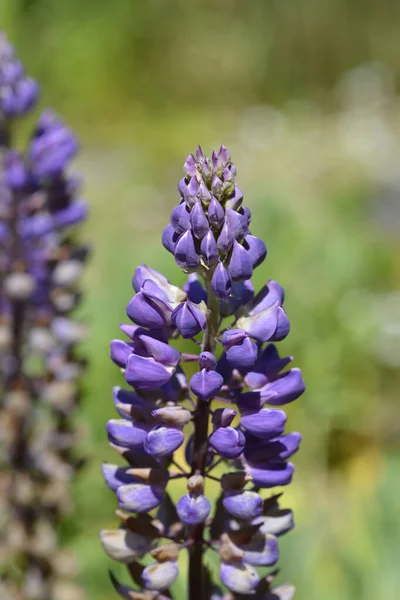 Grote Bladlupine Bloemen Latijnse Naam Lupinus Polyphyllus — Stockfoto