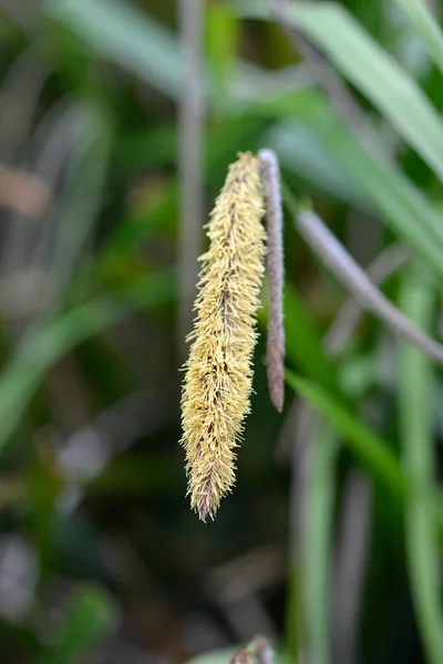 Független Sásvirág Latin Név Carex Pendula — Stock Fotó