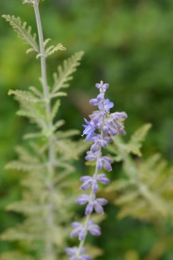 Mavi Spire Rus adaçayı - Latince adı - Perovskia atriplicifolia Blue Spire