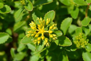 Orange Stonecrop Weihenstephaner Altın Çiçekleri Latince adı Sedum Kamtschaticum var. Floriferum Weihenstephaner Altın