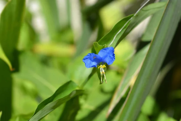 Ασιατική Dayflower Λατινική Ονομασία Commelina Communis — Φωτογραφία Αρχείου