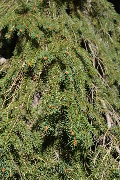 Norway Spruce Latin Name Picea Abies — Stock Photo, Image