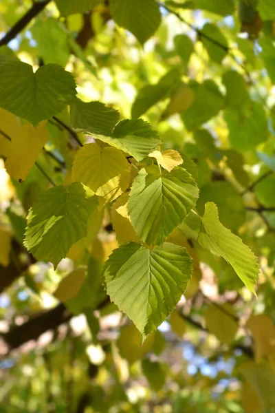 Liście Chusteczek Łacińska Nazwa Davidia Involucrata Var Wilmoriniana — Zdjęcie stockowe