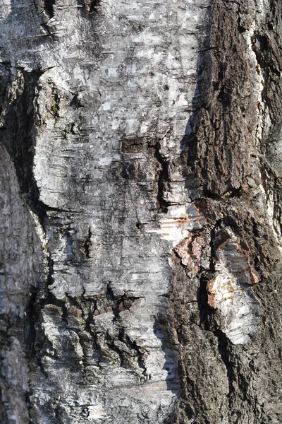 一般的な白樺の樹皮の詳細 ラテン語名 ベトゥラ ペンデュラ — ストック写真