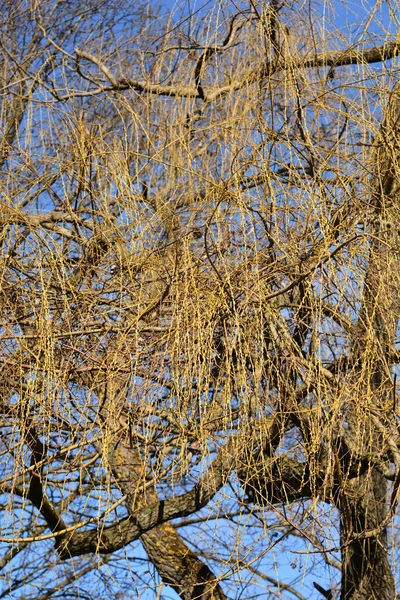 황금빛 거리는 버드나무 가지에는 꽃봉오리 라틴어 있는데 살릭알 버팀목이다 비텔리나 — 스톡 사진