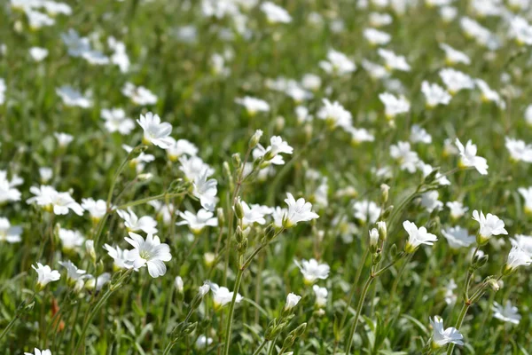 Field Chickweed Flowers Latin Name Cerastium Arvense — Stockfoto