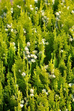 Dwarf Golden Oriental thuja - Latince adı - Platycladus orientalis Aurea Nana